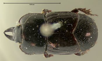 Media type: image;   Entomology 6957 Aspect: habitus dorsal view